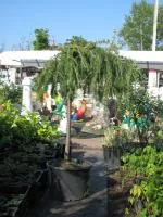 Лиственница европейская 'Pendula' Pa 120-140