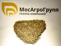 Райграс пастбищный Еврокордус